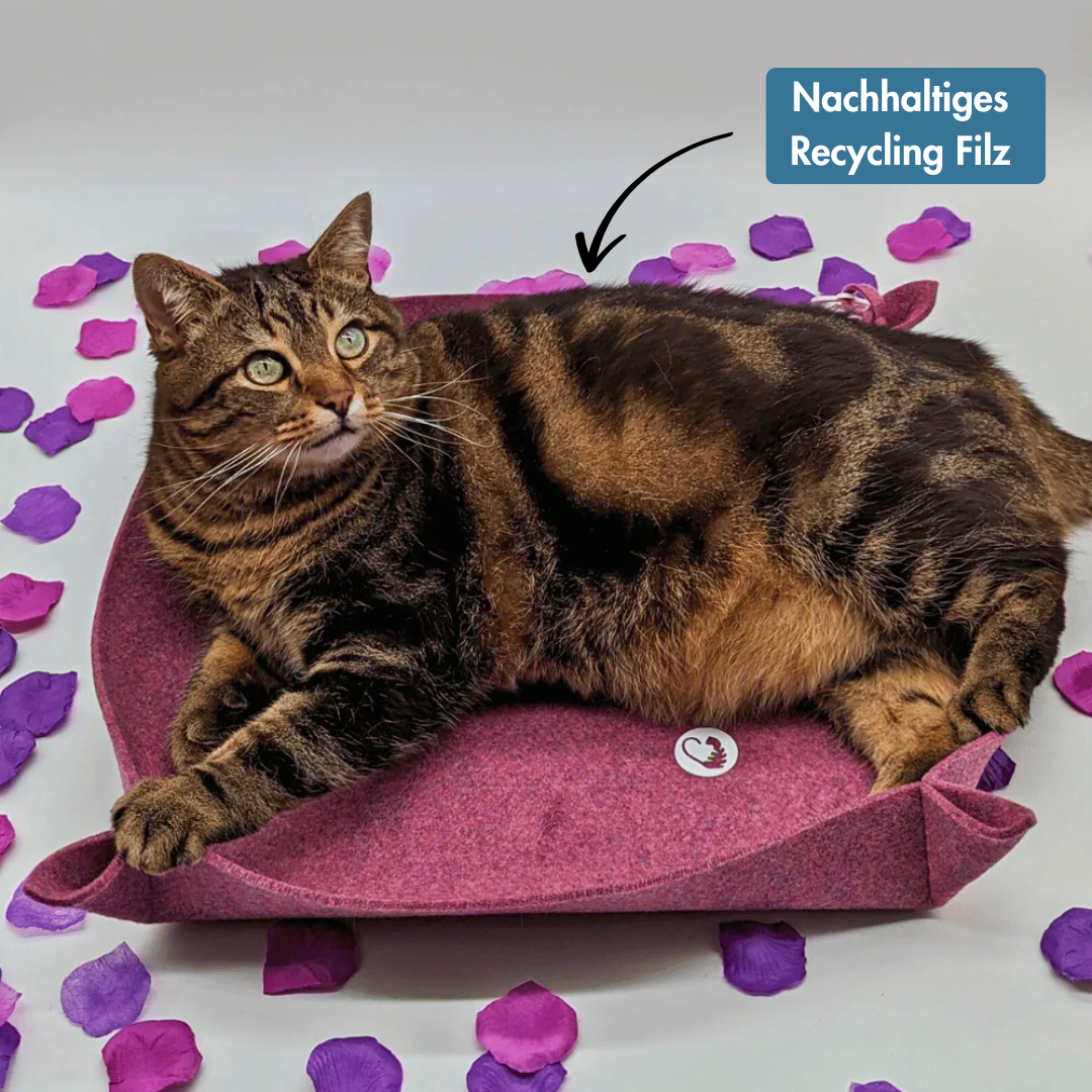 Katzenkorb - Catedikt
