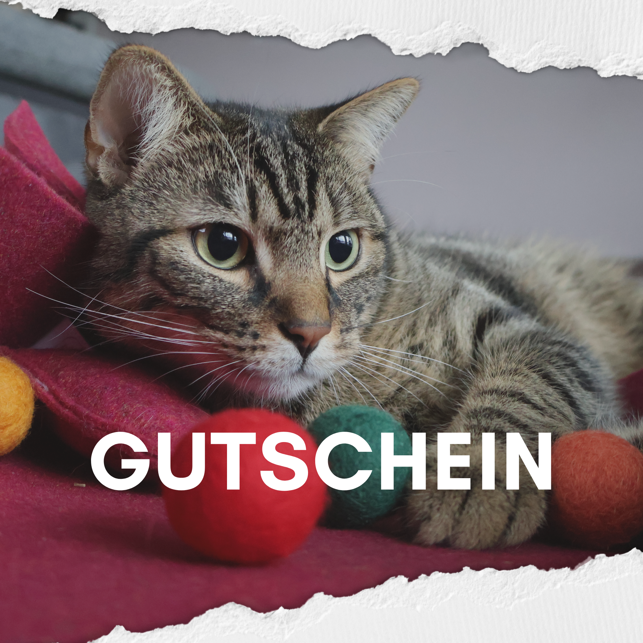 Catedikt Gutschein