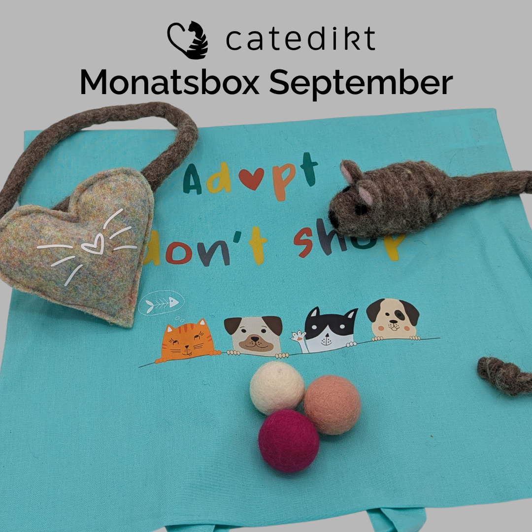 Catedikt Monatsboxen