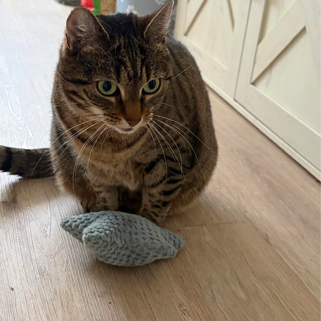 Stern Kissen - Baldrian & Katzenminze