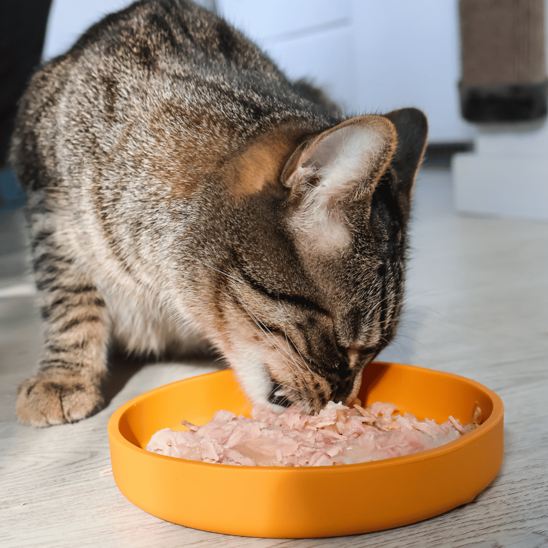 Futternapf 15cm