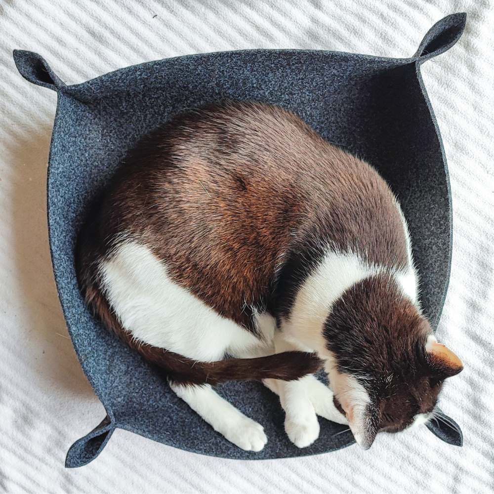Einzigartige Katzenmöbel
